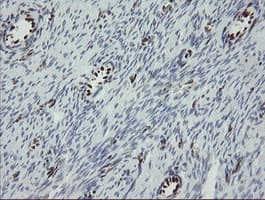 TLE1 / TLE 1 Antibody (aa180-460, clone OTI1F5)