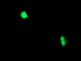 CXorf26 Antibody (clone OTI1F3)