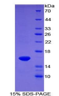 Mouse F7 / Factor VII Protein (Recombinant His)