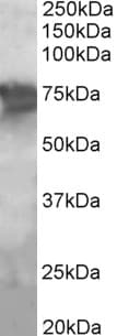 Polyclonal Goat anti-Human PCK2 / PEPCK Antibody (aa407-419, WB)