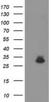 Monoclonal Mouse anti-Human KCTD14 Antibody (clone OTI3F5, IF, WB)