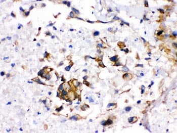 Polyclonal Rabbit anti-Human CYP1A2 Antibody (IHC, WB)