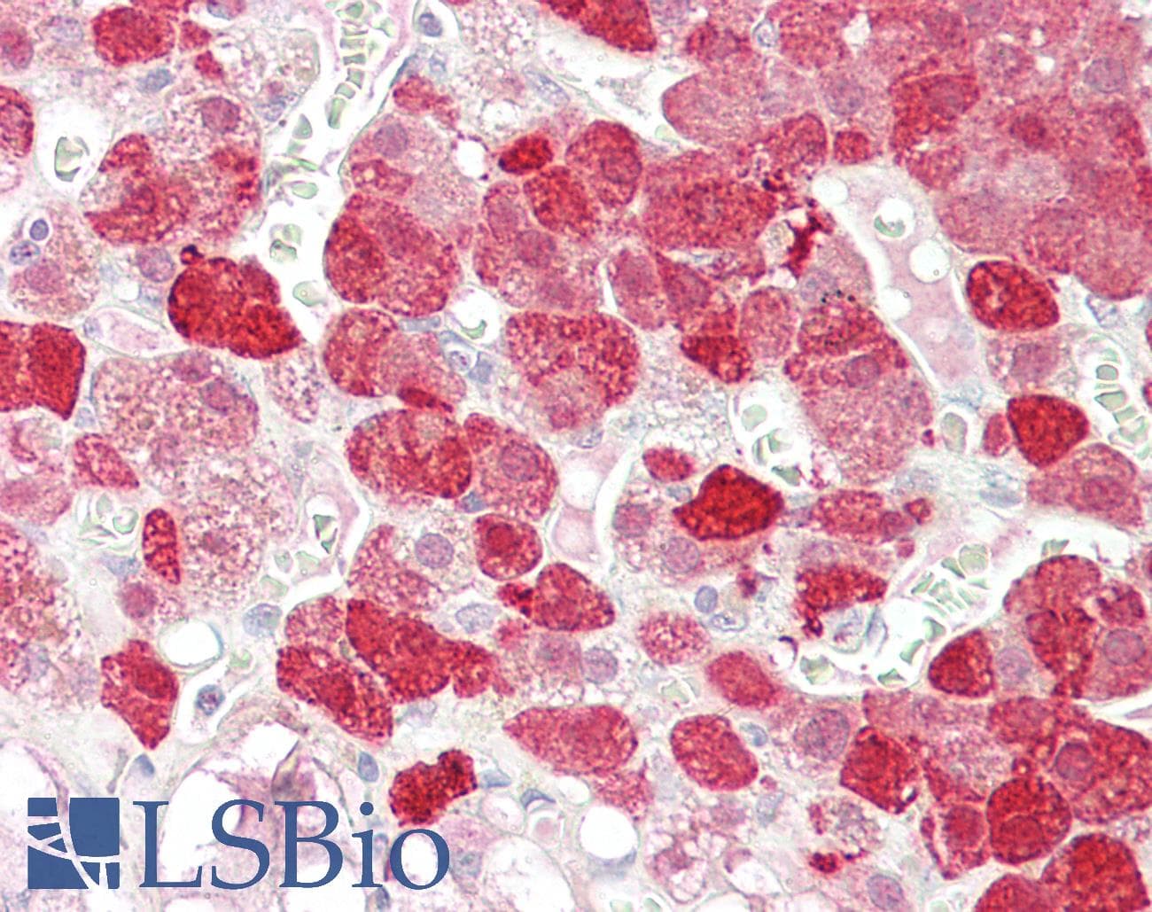 IHC-plus™ EPB41L4B Antibody (aa445-459)