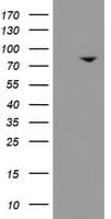 SKIL / SNO / SnoN Antibody (clone OTI1A6)