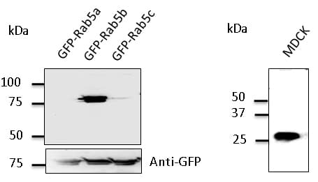 RAB5B Antibody (C-Terminus)