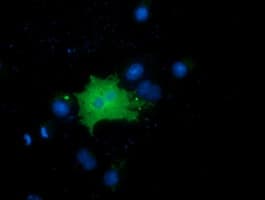 FAM84B Antibody (clone OTI4A4)
