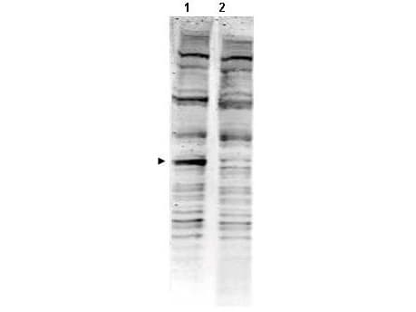 PathPlus™ GLUP / PACRG Antibody