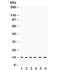 HINT / HINT1 Antibody