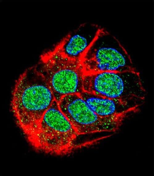 CCDC153 Antibody (aa32-60)
