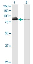 XRCC5 / Ku80 Antibody (clone 3D8)