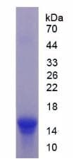 Mouse UCN2 / SRP Protein (Recombinant His)