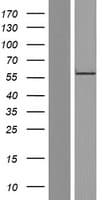 RGS9 Protein (Over-Expression Lysate Myc-DDK (Flag))