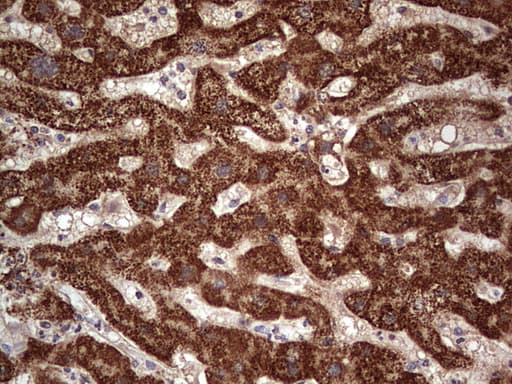 NUDT12 Antibody (aa1-251, clone OTI2G2)