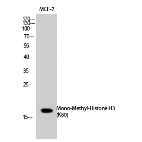 Histone H3 Antibody (mono-methylation site of K80)