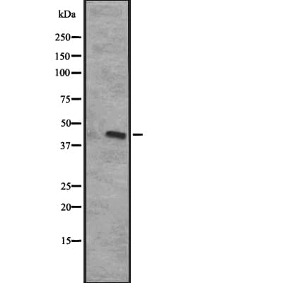 CXCR5 Antibody