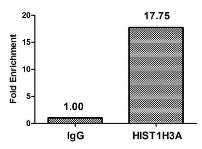 HIST1H3A Antibody (phospho-Thr3)