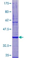 Human DPM3 Protein (Recombinant GST)