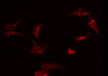 HNRNPA2B1 Antibody