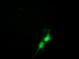 FAM84B Antibody (clone OTI5D8)