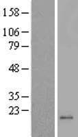 MRPL42 / MRPS32 Protein (Over-Expression Lysate Myc-DDK (Flag))