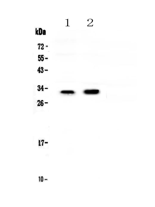 Polyclonal Rabbit anti-Human GJB1 / CX32 / Connexin 32 Antibody (WB)