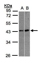MBNL3 Antibody (aa1-297)