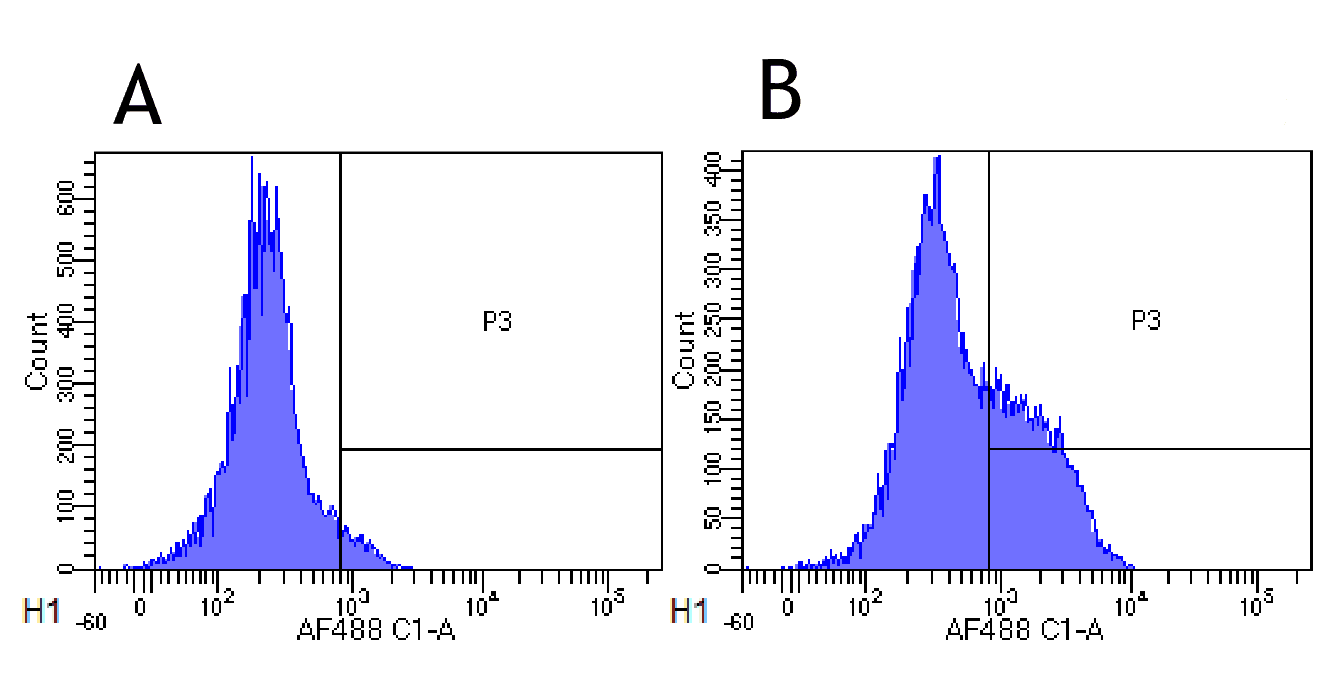 CD52 Antibody (CD52, clone Campath-1H)