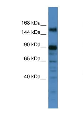 POGZ Antibody (C-Terminus)