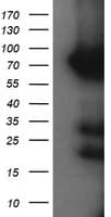 HCFC2 Antibody (clone OTI6C9)