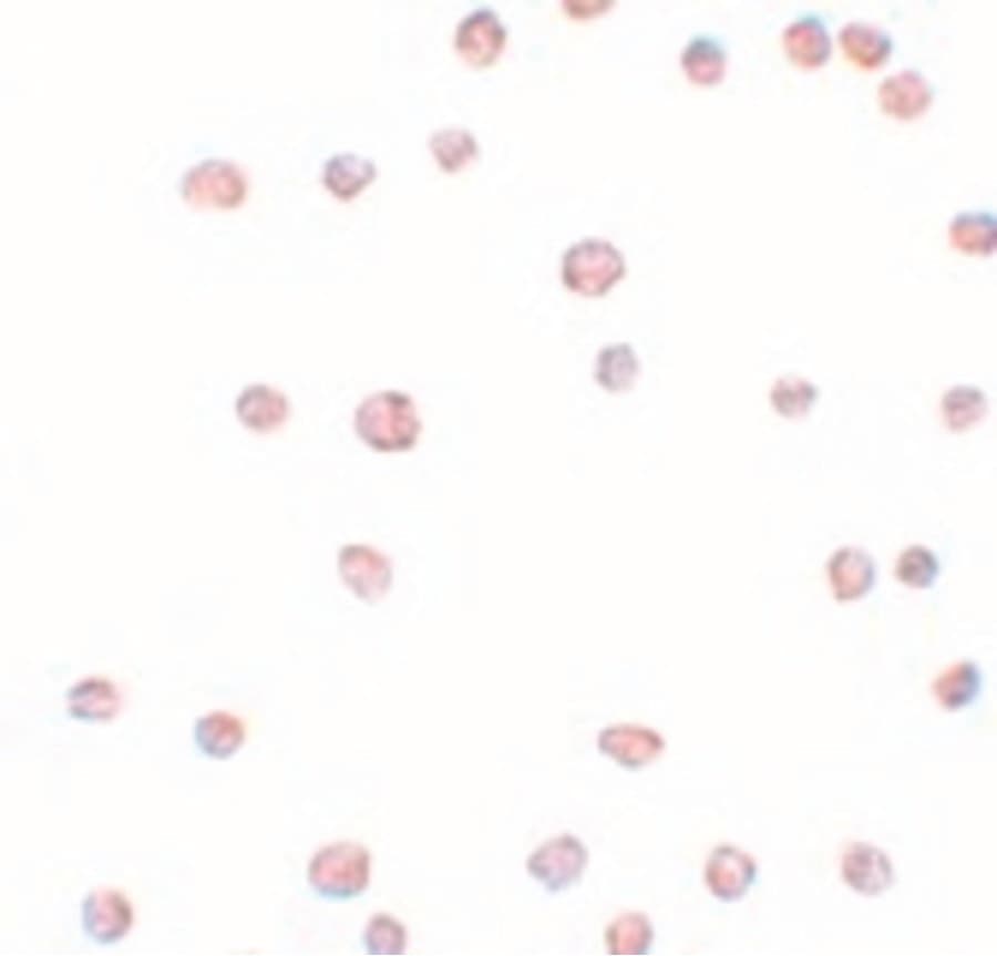 IHC-plus™ ARHGAP18 Antibody