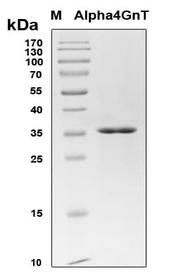 Human Alpha4GnT / A4GNT Protein (Recombinant 6His, N-terminus)