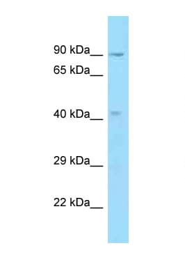 Polyclonal Rabbit anti-Human OBFC1 Antibody (aa297-346, WB)