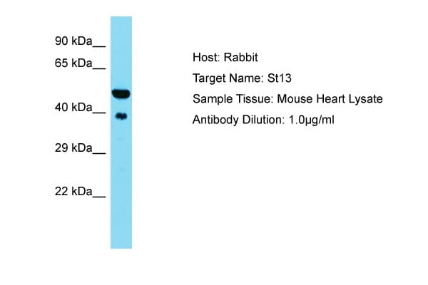 Polyclonal Rabbit anti-Mouse ST13 Antibody (aa41-90, WB)