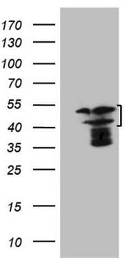 HMG20A Antibody (aa1-281, clone OTI2H4)