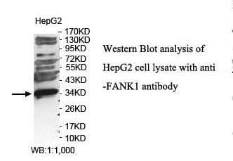 FANK1 Antibody (aa194-345)
