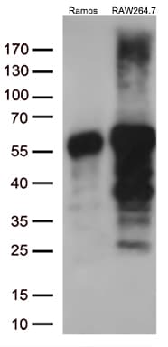 DOK3 Antibody (aa63-317, clone OTI2B11)