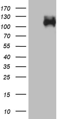 GPNMB / Osteoactivin Antibody (aa508-572, clone OTI2H7, Carrier-free)