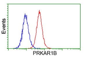 PRKAR1B Antibody (clone OTI2A3)