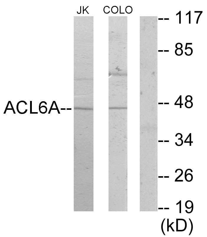 IHC-plus™ BAF53 / ACTL6A Antibody (aa201-250)