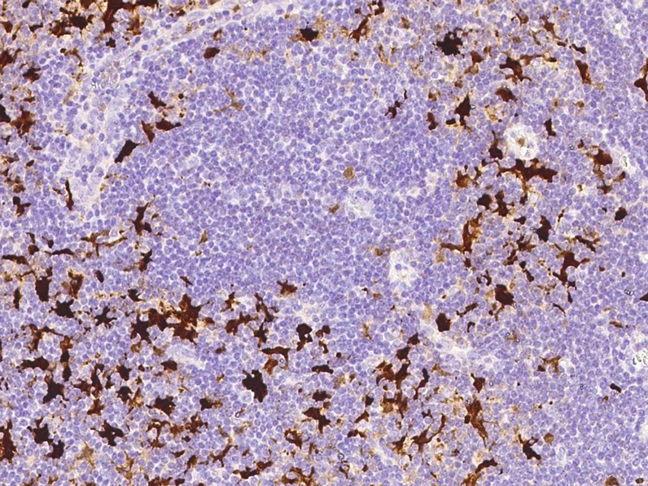 IDO1 / IDO Antibody (Preservative Free)