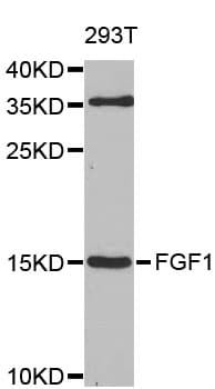 FGF1 / Acidic FGF Antibody
