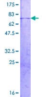 Human RBMS2 / SCR3 Protein (Recombinant GST)