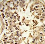CDC42EP3 Antibody (aa1-30)