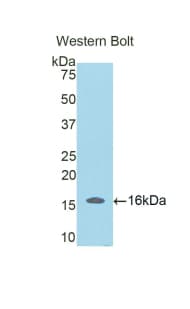 SFRP5 Antibody (aa181-303)