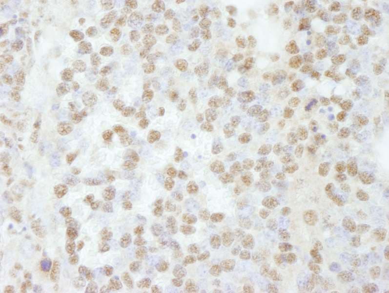 SCAF8 Antibody (aa1221-C-term)