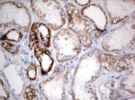 NDUFS2 Antibody (aa205-463, clone OTI1D5, Carrier-free)