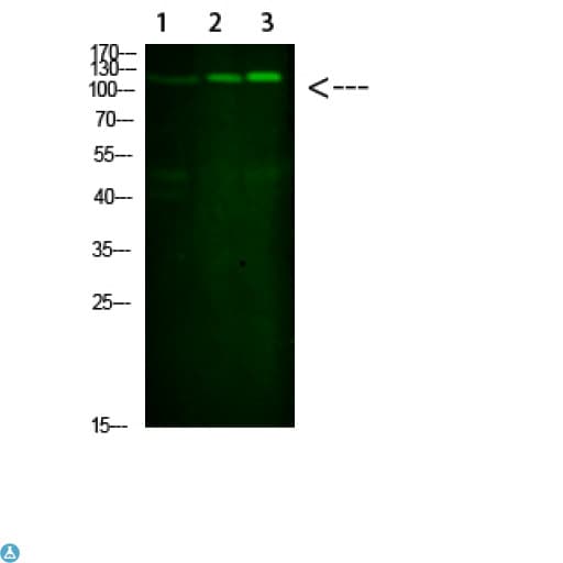SREBF1 / SREBP-1 Antibody