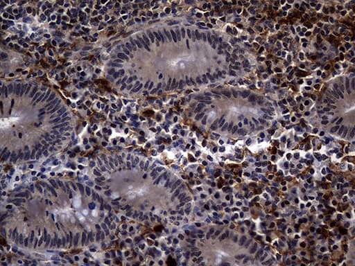 C9orf43 Antibody (clone OTI4F9)