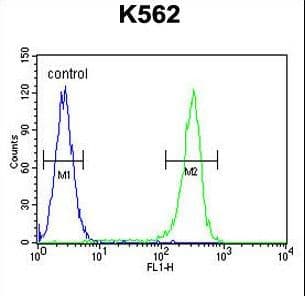 IHC-plus™ WRN Antibody (aa787-816)