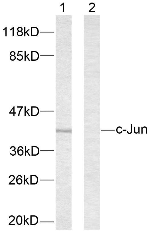 Polyclonal Rabbit anti-Human JUN / c-Jun Antibody (p63, WB)